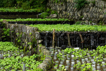 Wasabi farm cultivating fresh and organic Wasabi in fields and terraces in Idakaba, in the Izu...
