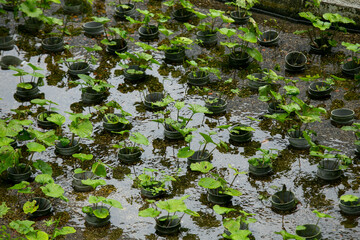 Wasabi farm cultivating fresh and organic Wasabi in fields and terraces in Idakaba, in the Izu Peninsula, Japan.