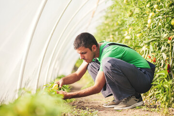 Checking hot peppers in the green house