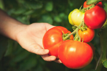 Close up of hand holding big tomato