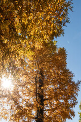 茨城県水戸市　紅葉最盛期の茨城県立歴史館　銀杏並木