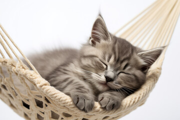 Cute gray kitten sleeping in hammock on a white background
