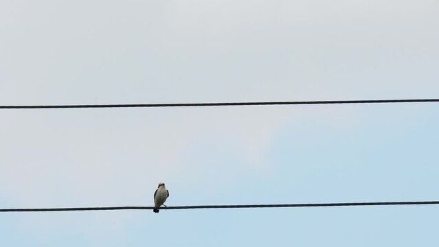 A small bird sits on electrical wires against the blue sky. The northern wheatear or wheatear (Oenanthe oenanthe) is a small passerine bird. 