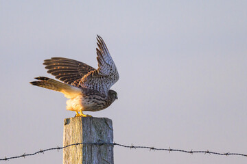 A Common Kestrel taking off a wooden pole