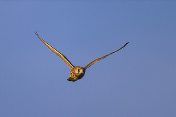 A Common Kestrel in flight on a sunny day in summer