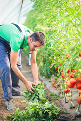 Young man taking care of tomatoes in the greenhouse