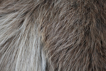 Fototapeta premium close up of horse in winter coat