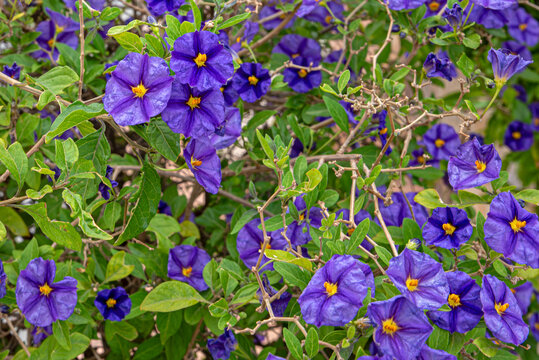 Plant Lycianthes rantonnetii blue potato bush or Paraguayan nightshade