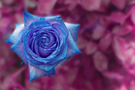Blue rose flower macro flowers background for design