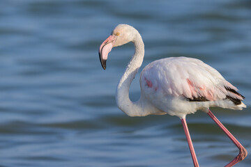 A Greater Flamingo walking in the water looking for food
