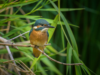 A common kingfisher sitting on a branch