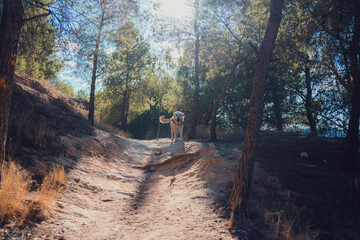Labrador dog walks through a forest at sunset