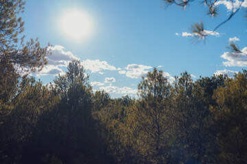 Fototapeta premium Detail of pine trees with blue sky in the background