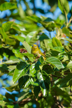 Warbling white-eye (Zosterops japonicus)