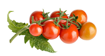 Fresh Tomatoes with green leaves. Tomato vegetables brunch. Vegetable isolated. Organic natural farm grown food harvest. PNG.