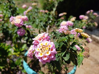 bouquet of flowers
