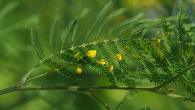 Spring Is Coming. Acacia With Yellow Flowers Or Mimosa Tree. Womens Day And Easter Greeting Background. Nature Background. Still.