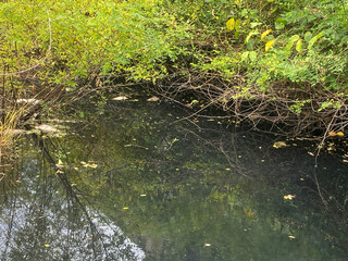beautiful view of the river in the forest