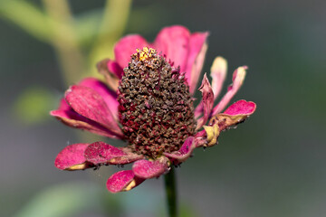 Fiori d'Inverno