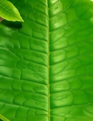 green leaf background