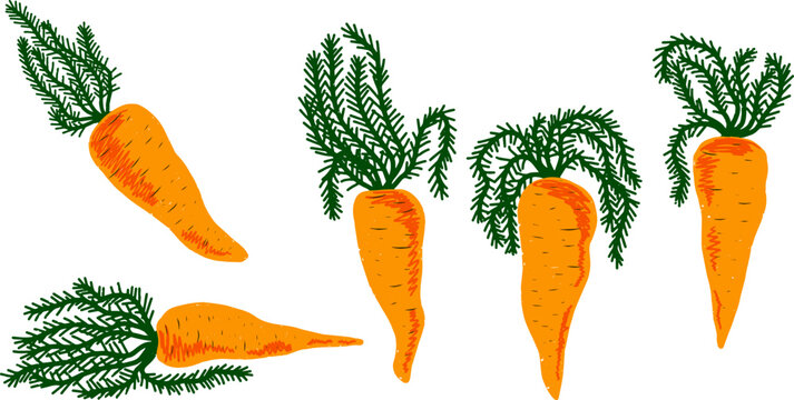 Orange carrots with tops. Vector grainy set of texture elements, cartoon style, doodle, grunge texture, colored pencil, old paint, crayon, pastel, pencil. Vector collection.