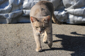 こちらに歩いてくる猫