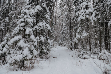 snow-covered Christmas trees in the winter forest