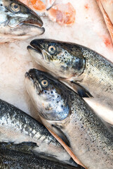 Fresh salmon on on pieces of ice at the market tray