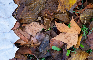 Colorful and bright background made of fallen autumn leaves.White leaves stand out from the rest