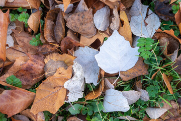 Colorful and bright background made of fallen autumn leaves.White leaves stand out from the rest