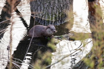 European river otter, Lutra lutra. Endangered fish predator in nature. Adorable fur coat animal with long tail. Wild animal in brook. Looking at camera. Resting on a floating tree trunk