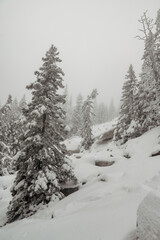 snow-covered Christmas trees in the winter forest
