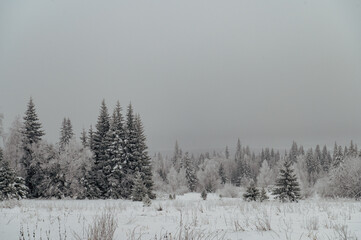 snow-covered Christmas trees in the winter forest