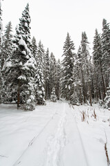 Fototapeta na wymiar snow-covered Christmas trees in the winter forest