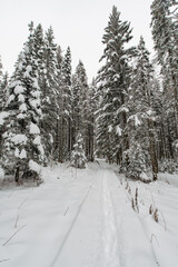 snow-covered Christmas trees in the winter forest