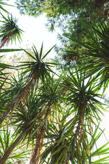 Fototapeta premium Palm trees