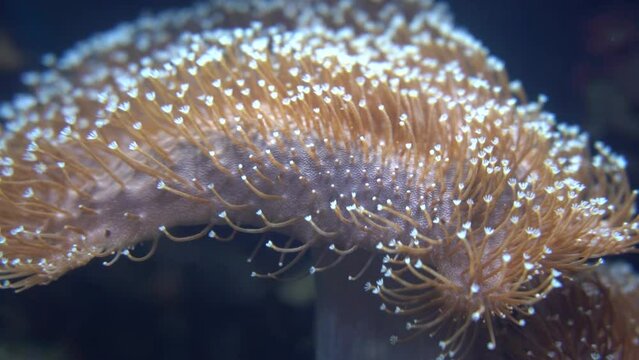Anemone di mare