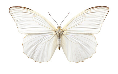 Fototapeta na wymiar Butterfly White Vibrant Wings Isolated on a Transparent Background PNG