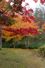 北海道　日本　福原山荘　十勝　紅葉　秋　カラフル　もみじ　日本庭園