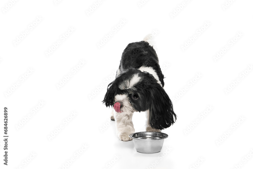 Wall mural Portrait of cute Si-Tzu with black-white fur standing near dog's bowl and drinks water against white background. Canine food