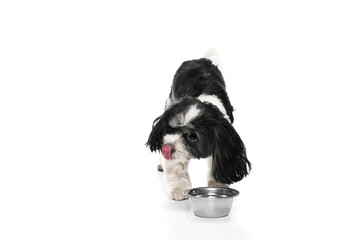 Obraz premium Portrait of cute Si-Tzu with black-white fur standing near dog's bowl and drinks water against white background. Canine food