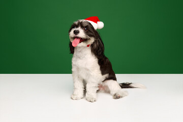 Young pretty little cute dog, purebred Shi-tzu puppy with white-black fur sitting in Santa Claus Hat against studio background.