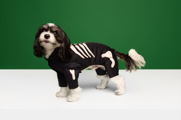 Funny little purebred dog, Shi-Tzu breed puppy dressed in skeleton festive costume isolated green-white background.