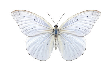 Fototapeta na wymiar White Witch Butterfly Isolated on a Transparent Background PNG