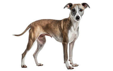 Whippet Gentle Affection Dog Isolated on a Transparent Background PNG
