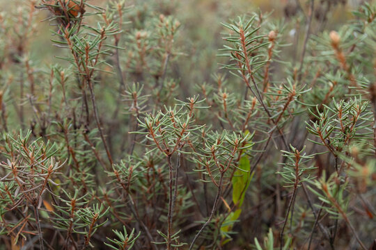Marsh bagulnik .A swamp in the forest in October. Landscape of an autumn swamp