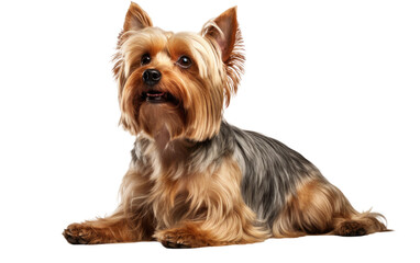Yorkshire Terrier Dog Isolated on a Transparent Background PNG