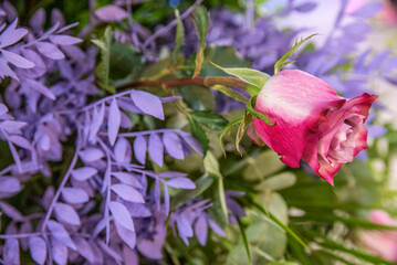 pink rose in a garden