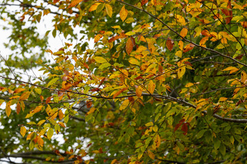 樹木公園　霜月のブナの葉