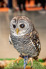 Snowy Owl (Bubo scandiacus) close up Tawny Owl (Strix aluco) on display